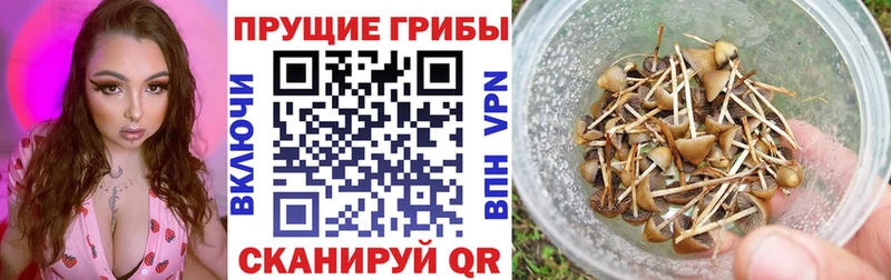 Купить где  Знаменск  Псилоцибиновые грибы Psilocybine cubensis 